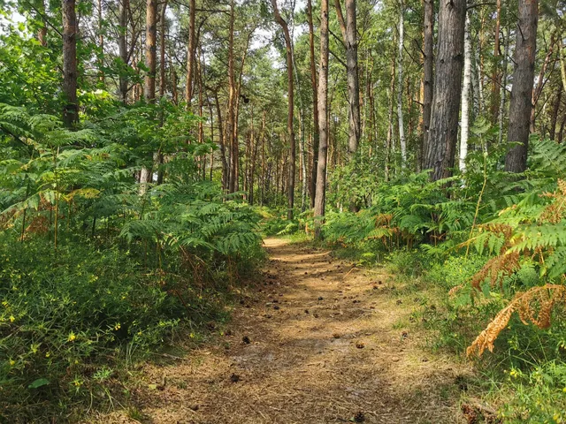 Fertile Forests with Orlica