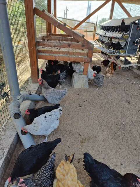 חוות חוזרים לחיות