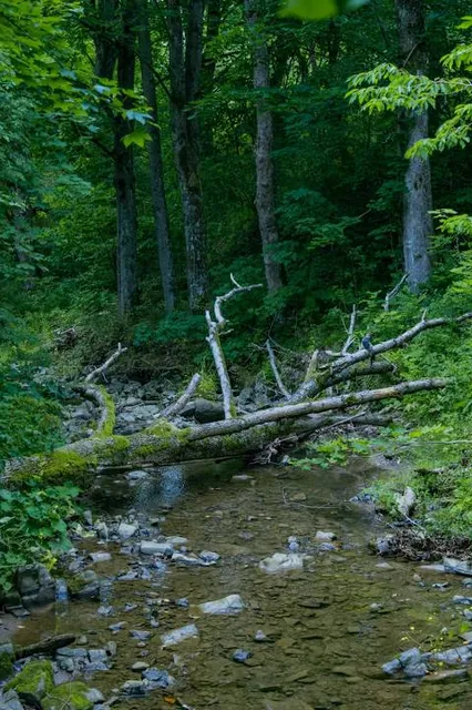 Zwiezło Nature Reserve