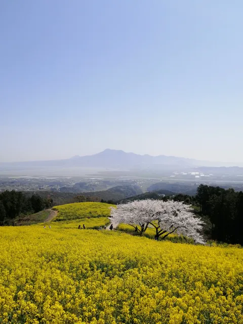Shirakimine Plateau Cosmos Space Observation