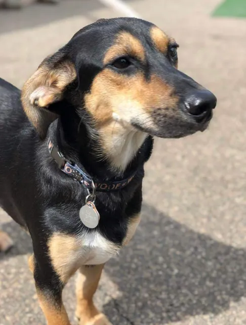 Doggie Doo's Spa & Retreat