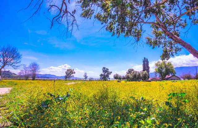 Breezy Picnic Grounds