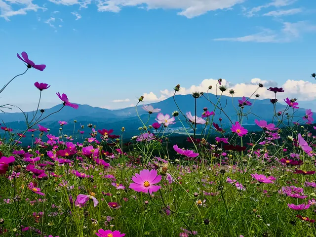 Kurohime Cosmos garden