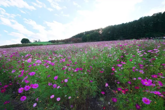 Taiyo-no-Oka Engaru Park