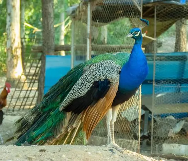 Independencia Province