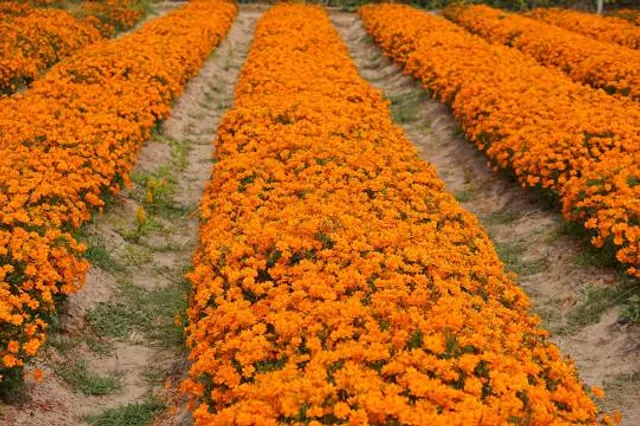 Hängende Gärten - Lillafüred