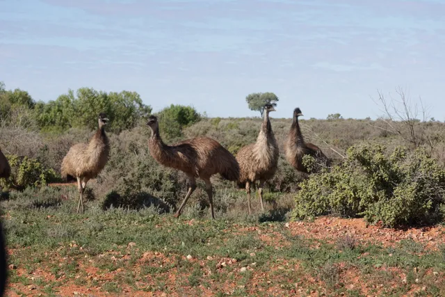 Paroo-Darling National Park