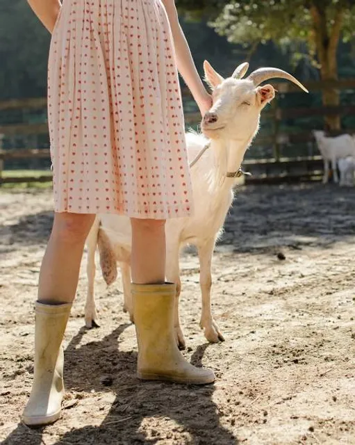 Hochwildschutzpark Hunsrück