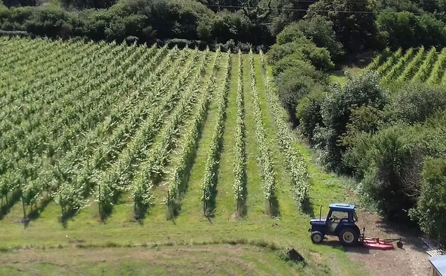 Looe Valley Vineyard