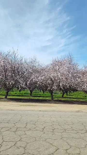 Almond Farms