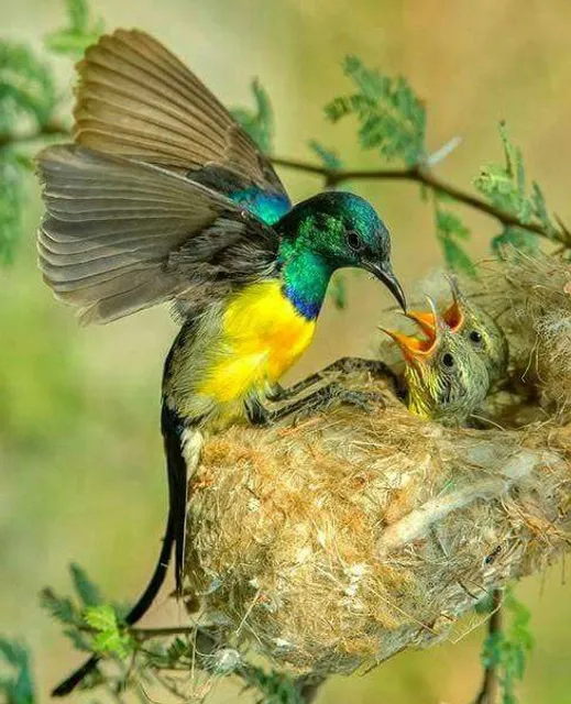 Mirador "NIDO del COLIBRÍ"