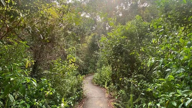 Gumbo Limbo Trail