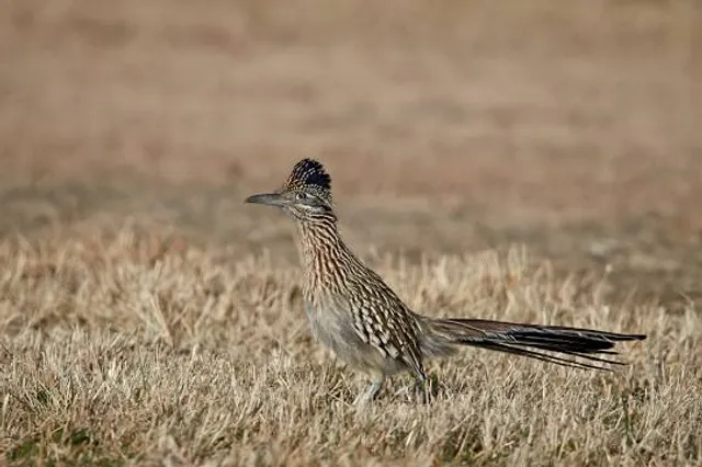 Overton Wildlife Management Area