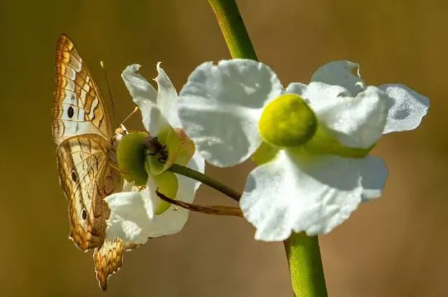 Fuglsang Kunstmuseum