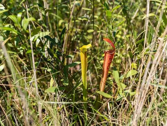 Mississippi Sandhill Crane National Wildlife Refuge Admin Bldg & Visitor Contact Station