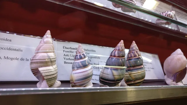 Muschelmuseum OCHSENHAUSEN