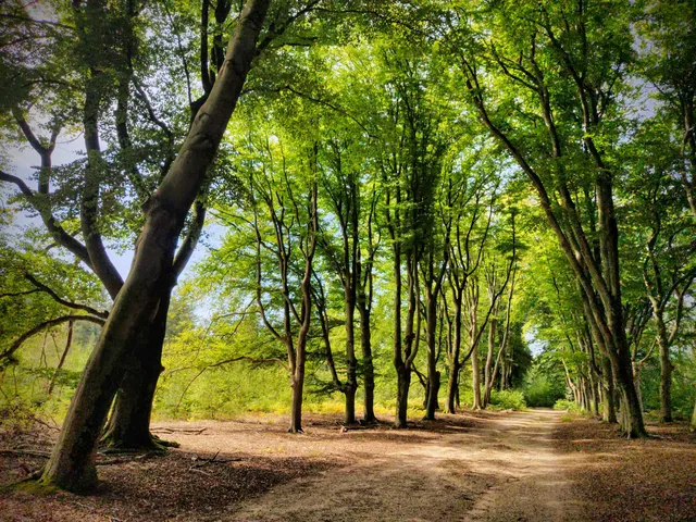 Boswallen Oranje Nassau Oord