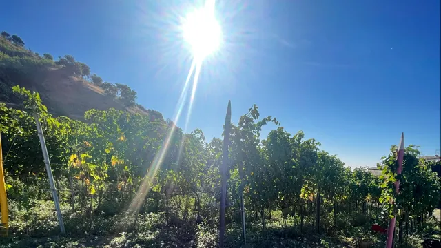 Serafica Terra di Olio e Vino