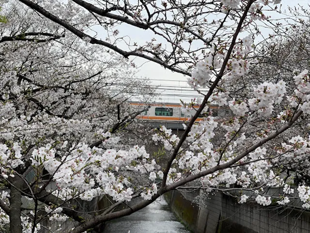 神田川沿いの桜