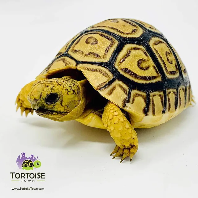 Tortoise Town Turtle Store