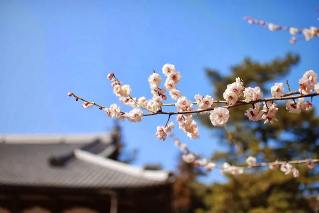 真言宗 智山派 西光山 無量寿院 宥勝寺. (関東八十八ヵ所霊場第八十六番札所).