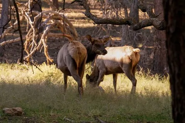 Grand Canyon Deer Farm LLC