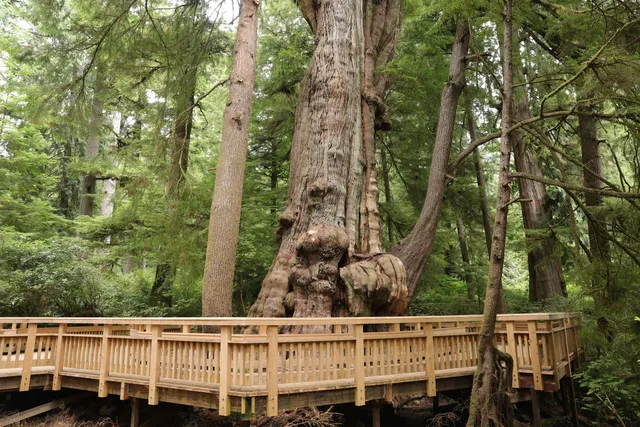 Rockaway Beach Old Growth Nature Preserve