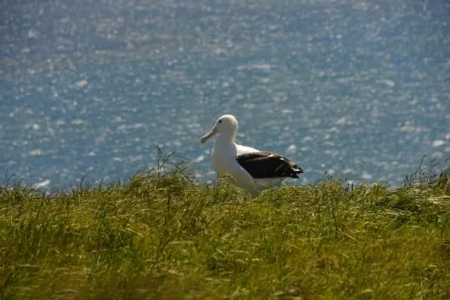 Royal Albatross Centre