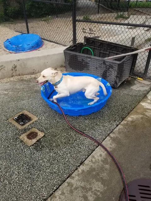 Logan Square Dog Park