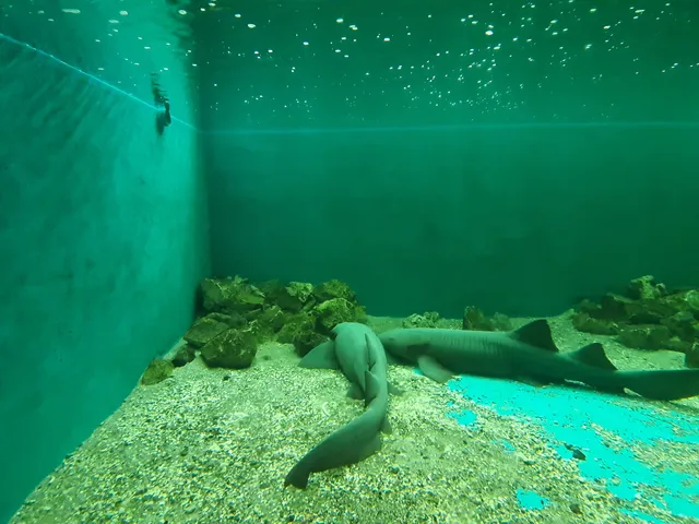 MORELIA ZOO ACUARIUM