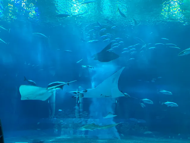 Okinawa Churaumi Aquarium