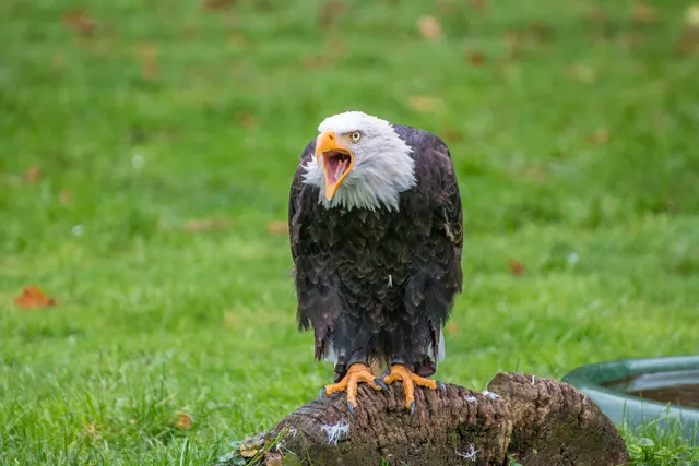 Falkenhof Wisentgehege