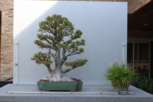 Bonsai Collection