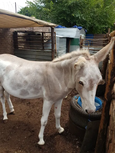 Kinderplaas Zoo Rietfontein
