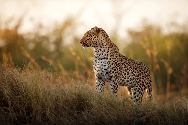African Leopard Safaris