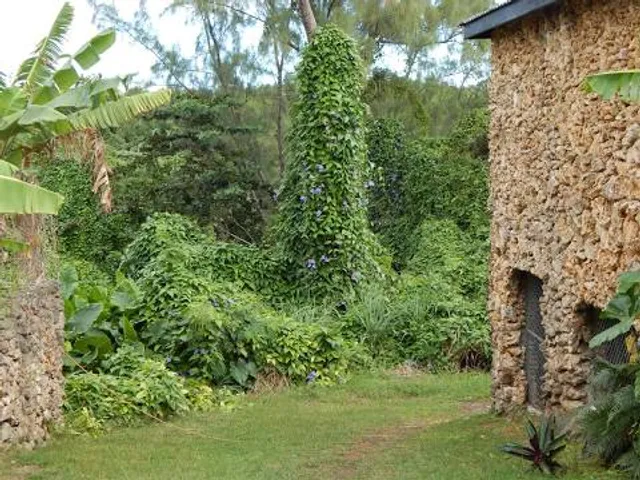 Barbados Wildlife Reserve