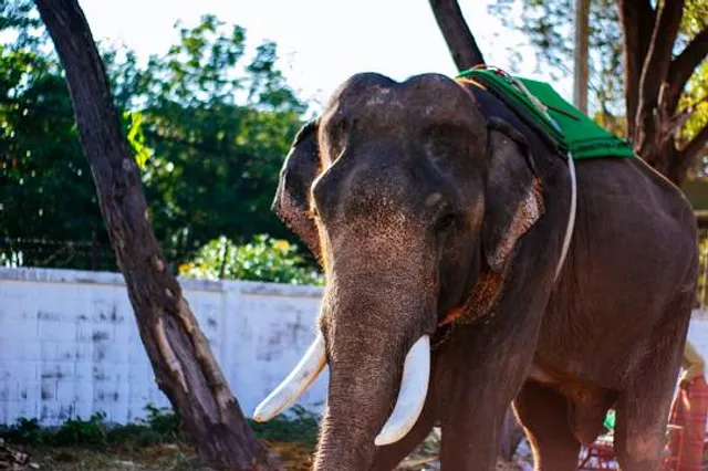 Museo Paleontológico