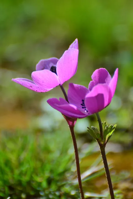 Olivelo Yaşayan Park