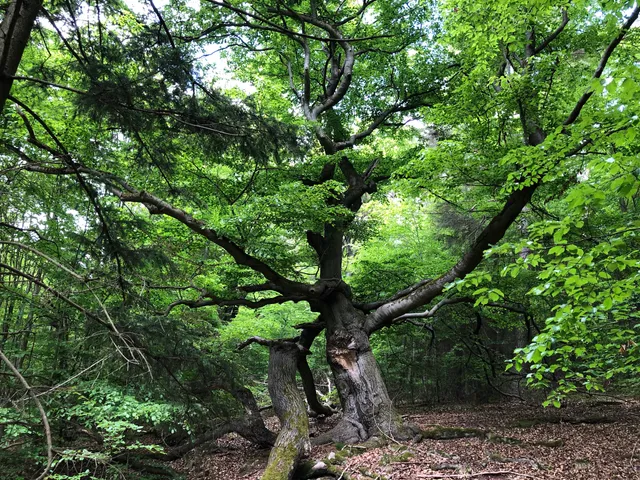 Fabelweg "Hutewaldweg" - Premiumwanderweg
