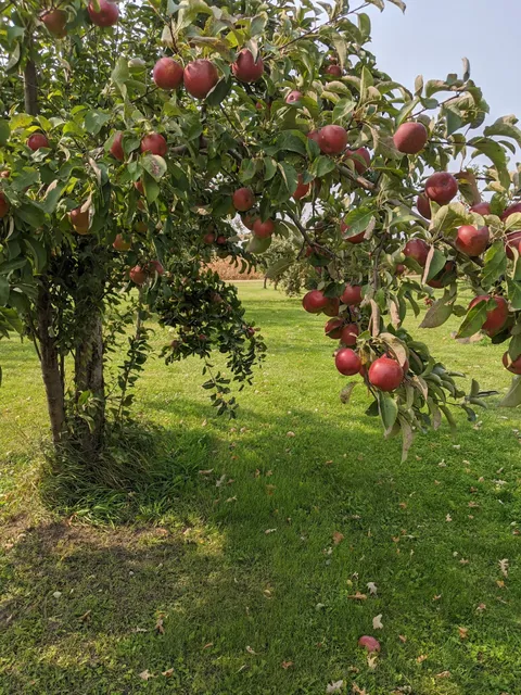 Orchards of Breezy Hill LLC