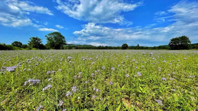 Landscape Park Wiese