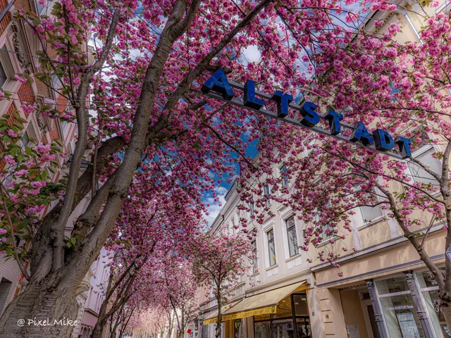Cherry Blossom Bonn