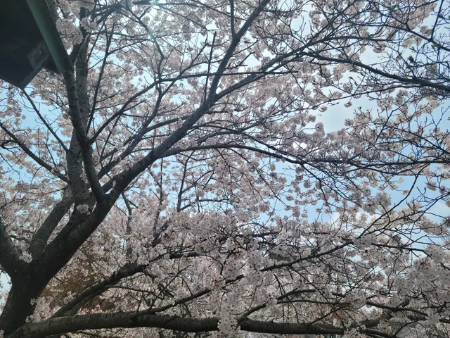 Shimookazakikinrin Park