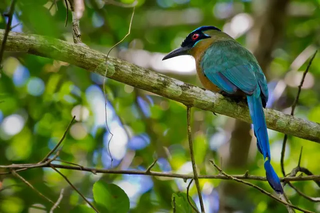 Parque Municipal de Maceió