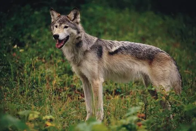 Vlčí výběh Srní (podívání zvenku)