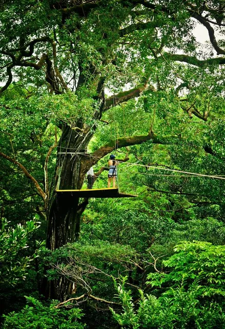 The Original Canopy Tour Monteverde