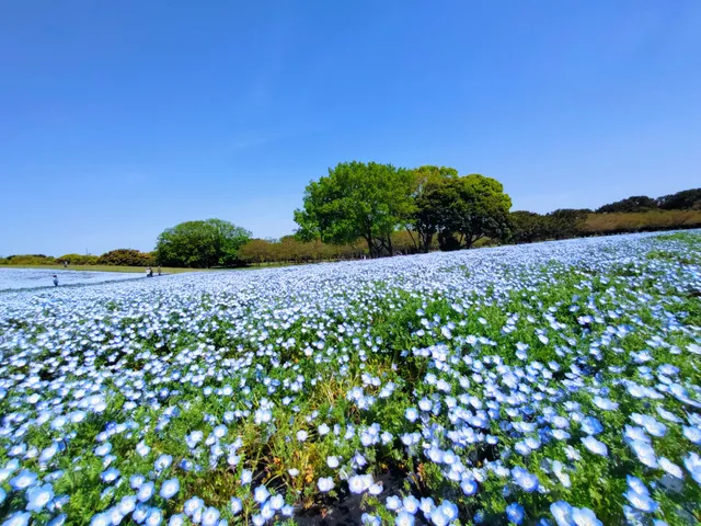 Flower Hill - Uminokamichi Seaside Park