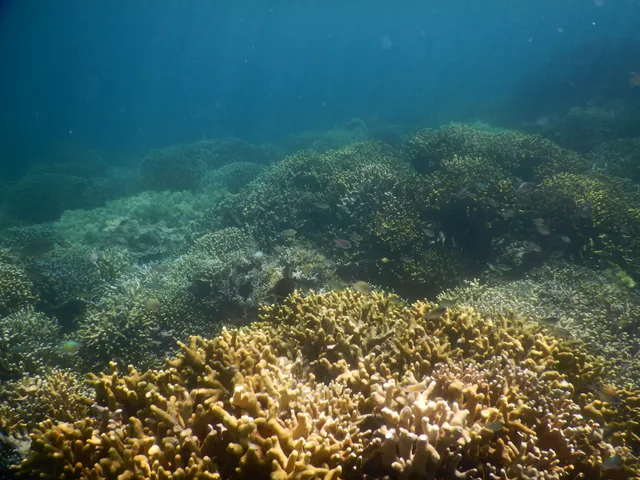 Twin Peaks Coral Garden