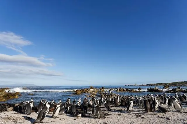 Stony Point Penguin Colony Entrance