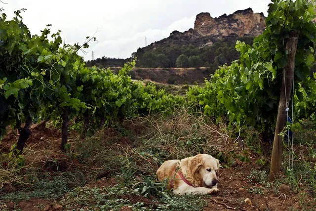 Barbarot Bárbara Palacios